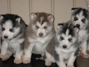 Absolutely the cutest Siberian Husky Puppies Ready For New Families