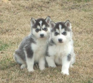 Elegant Siberian Husky Puppies Ready For A New HomeElegant Siberian Husky Puppie