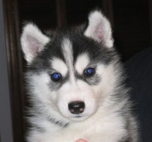 Charming  Siberian Husky Puppies Ready For A New Home