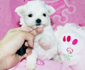 ...ADORABLE TOY,TINY,T-CUP MALTESE PUPPIES...