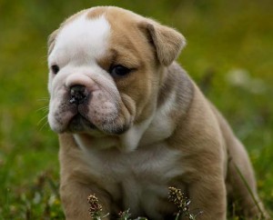 X-Mass Pure Breed English Bulldog Puppies Available