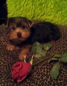 2 Gorgeous Yorkshire Terrier Puppy's male and female for Adoption