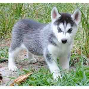 Perfect Siberian Husky Puppies