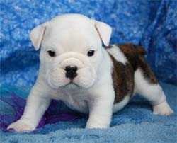 Tons of wrinkles English Bulldog Puppies Available