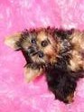 Male and Female Yorkie Puppies for Adoption