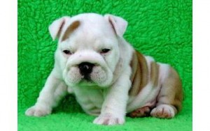 Healthy Vet Checked English Bulldog Puppies Available For Adoption