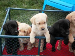 (Wonderful Labrador Retriever Puppies For Adoption - 10Weeks Old)