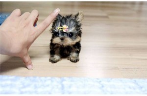 Magnificent Teacup Yorkshire Terrier puppy for the best offer