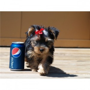 Outstanding  Yorkie Puppies For Good Homes