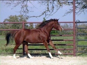 Gorgeous mare and yielding Horse for free adoption to good loving and