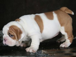 HEALTHY ENGLISH BULLDOG FOR ADOPTION