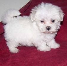 Healthy Maltese Puppies For Free Adoption