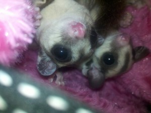 Female and Male Joey for sale
