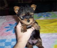 Gorgeous Yorkie Puppies For adoption! Ready Now