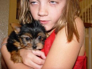 Gorgeous Male and Female Teacup Yorkie Puppies