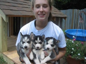 CUTE SIBERIAN HUSKY PUPPIES FOR ADOPTION