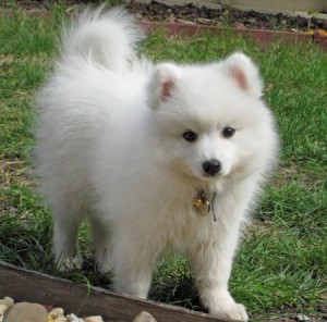 Differentiated Akc JAPANESE SPITZ Puppies LOVING HOMES