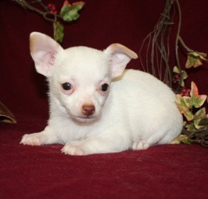 Penny **  Pure  White Fawn Markings Female Chihuahua puppy***