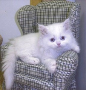 Persian kitten ready for a new home .