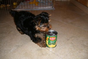 Wow!! Gorgeous Yorkie Puppies Available For A Good Home