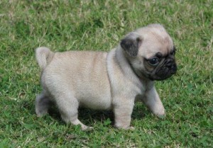 pug puppies