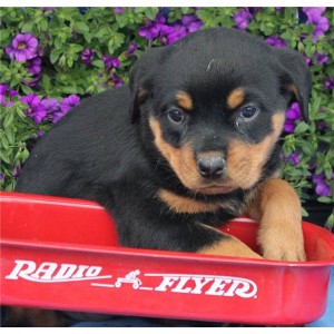 %Purebred chilly and zealous  rottweiler puppies for new homes