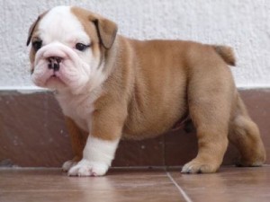 CUTE MALE AND FEMALE ENGLISH BULLDOG PUPPIES FOR ADOPTION