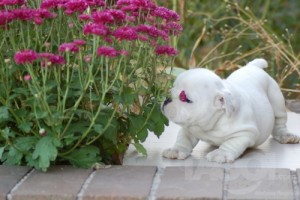 Awesome Cutties English Bulldog puppies for free Adoption..