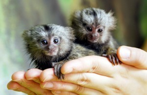 Angelic Marmoset Monkeys In Need Of New Homes