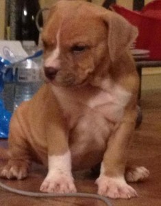 cute pit bull pups for good homes they are vet check and akc registered do contact for more details and pics