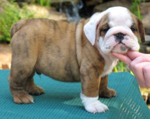 Fantastic English Bulldog puppies