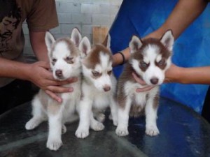 lovely male and female husky puppies l