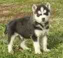 5 Handsome Male and Female Siberian husky puppies for Kids!!!!!!!!!