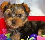 Beautiful and Adorable Teacup yorkie puppies for adoption .