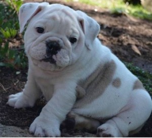 English Bulldog Puppies