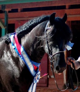 ONE OF A KIND Fairytale Looking Dressage Friesian Geldi for sale