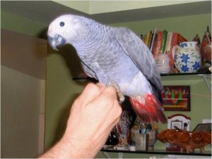 Beautiful African Grey Parrot with cage