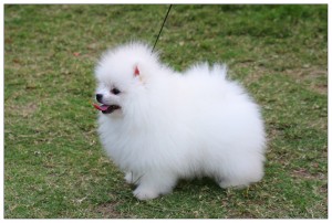 CUT AND ADORABLE POMERANIAN PUPPIES FOR GOOD HOME