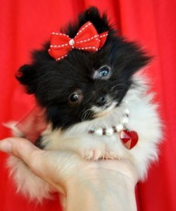 I Have Five Enchanting Teacup Pomeranian Princes And Princes For Sale