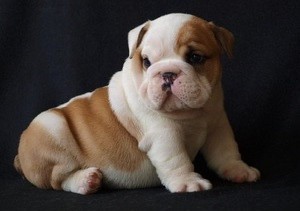 Delighted English bulldog puppies..