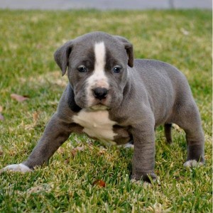 American Pit Bull Terrier Puppies For Sale