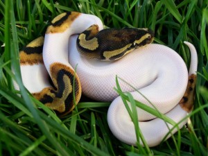 Albino and piebald pythons for Sale