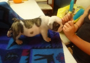 English bull dog puppies for Adoption