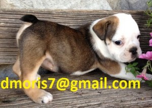 cute and lovely english bulldog puppy for good homes