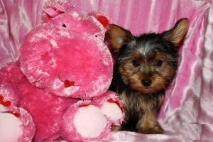 Super Cute Teacup Yorkie Puppies For Adoption