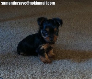 cute yorkie puppy for sale now contact for more