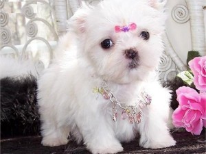 Maltese puppies for rehome