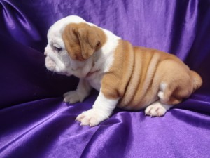 good looking english bull dog puppies for sale