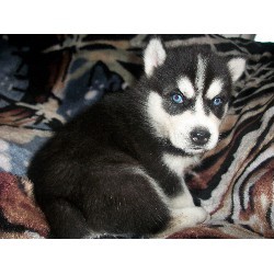 Siberian Husky Puppies For Sale