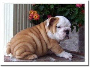 Beautiful baby-face English Bulldog puppies for pet lovers